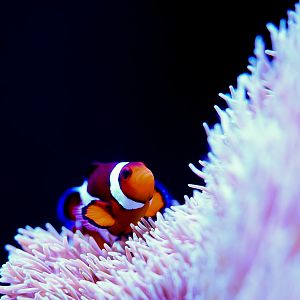 Clownfish & Carpet Anemone