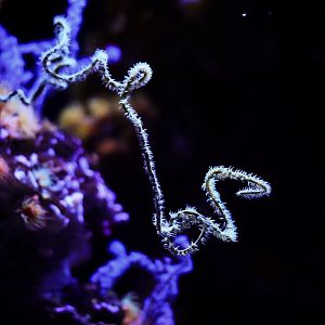 Wire Corals and other Non-Photosynthetics