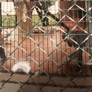 Mandrill Exhibit - 1990