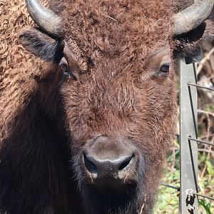 American Bison