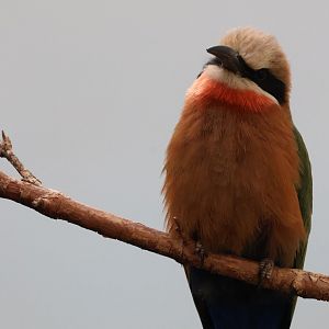 White Fronted Bee Eater