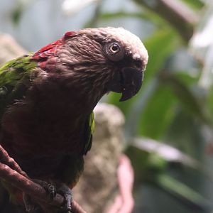 Red Fan Parrot