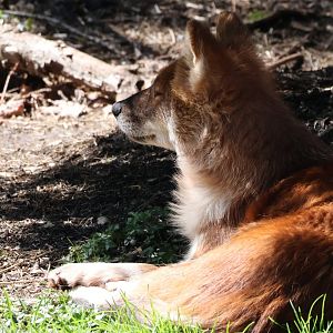 Dhole