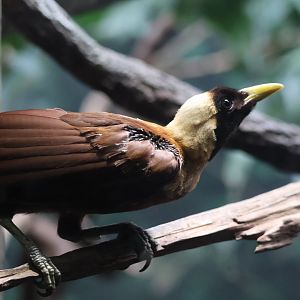 Red Bird of Paradise