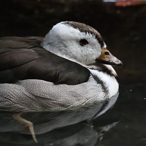 Indian Pygmy Goose