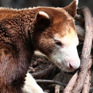 Mastchie's Tree Kangaroo