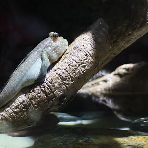 Mudskipper