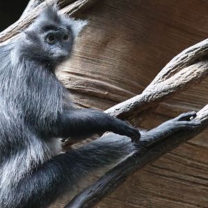 Silver Langur