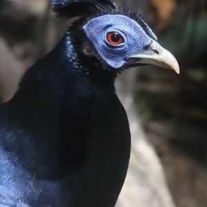 Crested Fireback