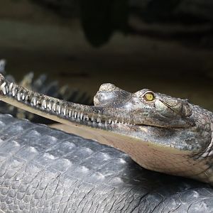 Gharial