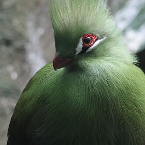 Guinea Turaco