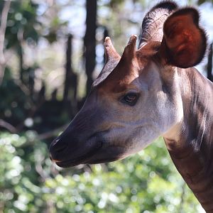 Okapi