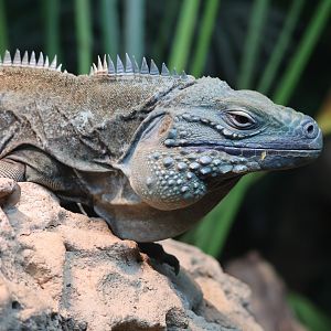 Blue Iguana