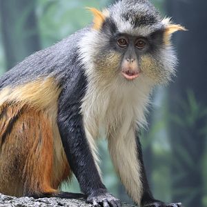 Wolf's Guenon