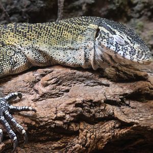 Nile Monitor