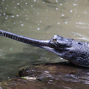 Gharial