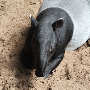 Malayan Tapir