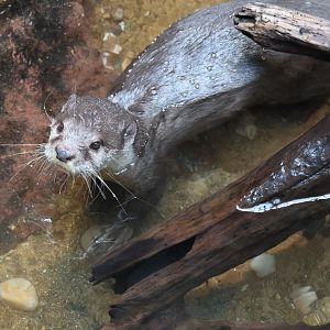Asian Small Clawed Otter