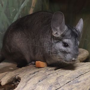 Chinchilla