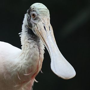 Roseate Spoonbill