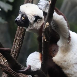 Sifaka