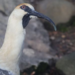 Black Faced Ibis