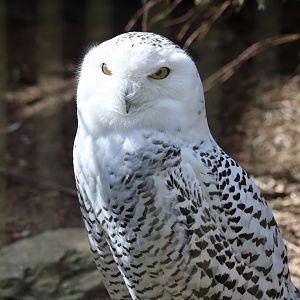 Snowy Owl