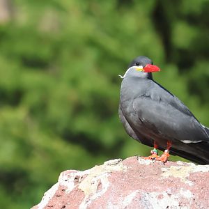 Inca Tern