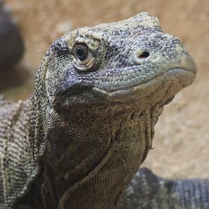 Komodo Dragon