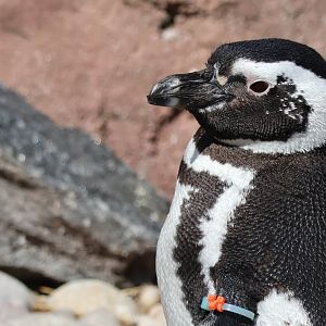 Humboldt Penguin