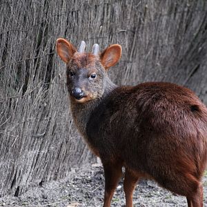 Pudu