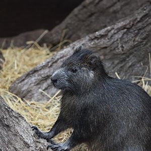 Cuban hutia