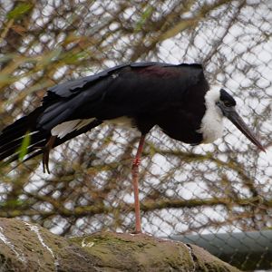 Woolly-necked stork