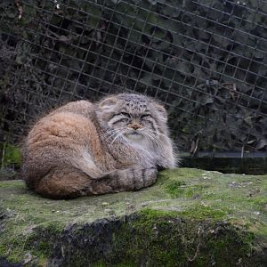 Pallas's cat
