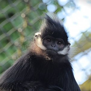 Francois langur