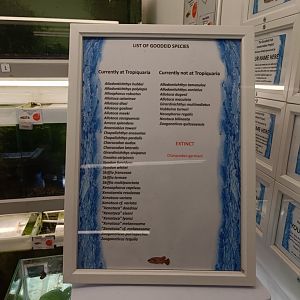 Goodeid species list