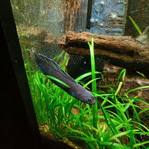Dwarf Snakehead