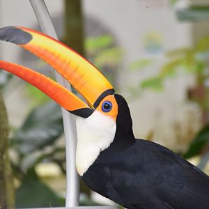 Toco Toucan (Ramphastos toco)
