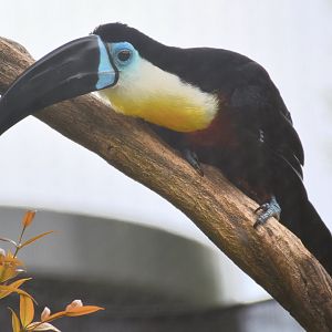 Channel-billed Toucan (Ramphastos vitellinus vitellinus)