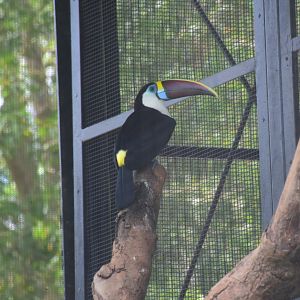 Red-billed Toucan (Ramphastos tucanus tucanus)