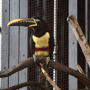 Chestnut-eared Aracari (Pteroglossus castanotis)