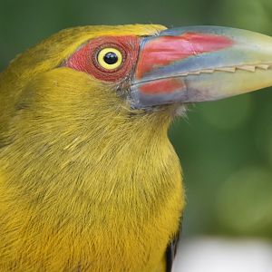 Saffron Toucanet (Pteroglossus bailloni)