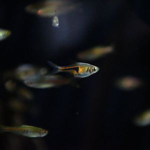 Lampchop Rasbora