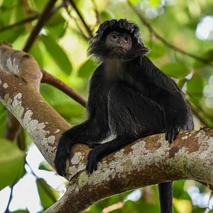 Free ranging Javan Langur