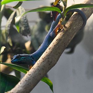 Male Electric Blue Gecko