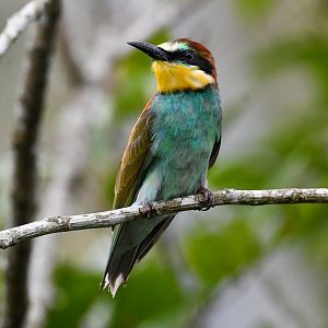 European Bee-eater