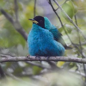 Male Green Honeycreeper