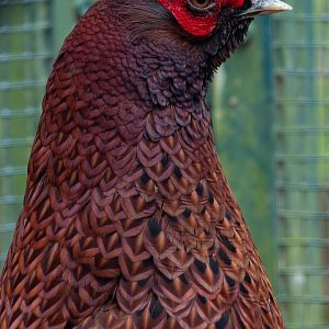 White-backed Copper pheasant (Syrmaticus soemmerringii ijimae)