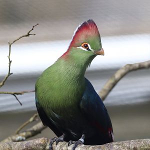 Fischer's Turaco