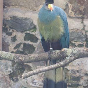 Great Blue Turaco